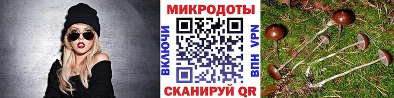 Купить где Моршанск Галлюциногенные грибы Cubensis
